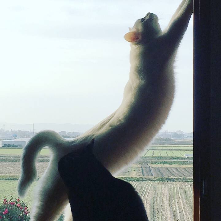 Edc3e535 8666 4557 ba64 8cdbab32a24a 1519945570130