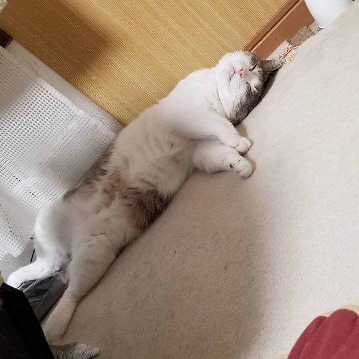 Edc3fab8 cf99 4a04 ad74 434bb0ee61b5 1615809873729