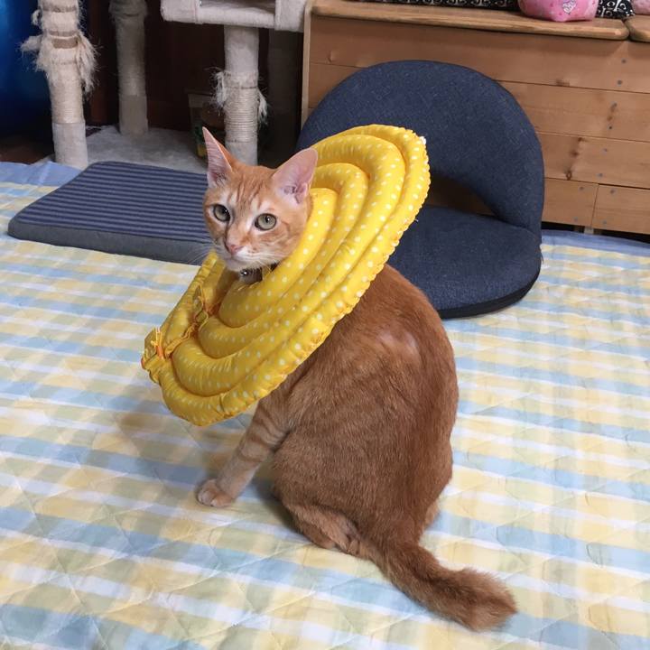 Edc59a81 1a0b 4b90 828b 44345fb592a4 1527683048310