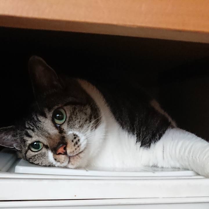 Edce3999 3e41 4ac7 8890 11eee4929a7f 1530322195946