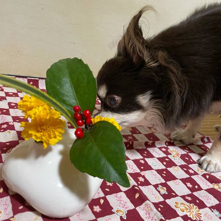 Edcf7a60 aba5 48fe 9700 0d80bf060c2a 1609330881286