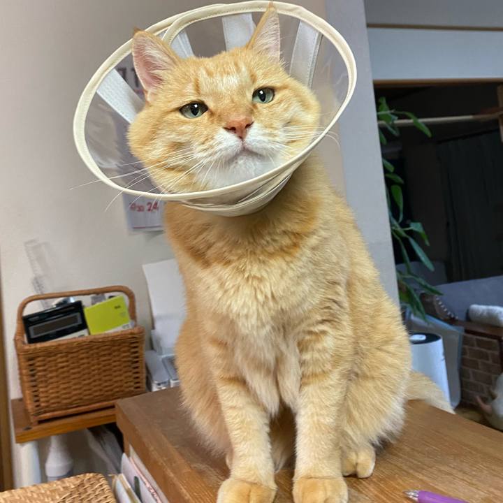 Edd0e199 8cf9 48c4 88d7 ce01e3992dad 1762510850734