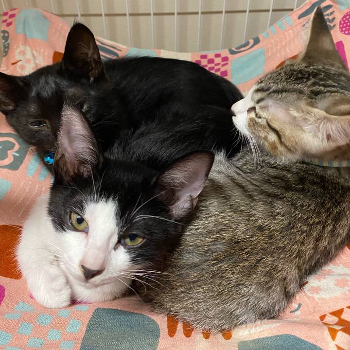 Edd7fe88 a57e 421d a483 76e93286bfe4 1627186604748