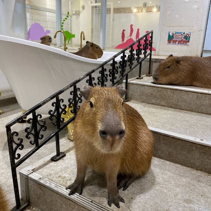 Edd9c316 5b78 4f57 a2b0 22631fcad88c 1767787647572