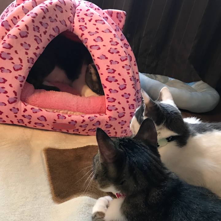 Eddb67bf 5044 4851 89ec a09f3174749d 1509234872866