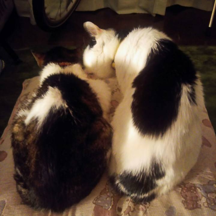 Ede77aa3 1088 4c59 8ef8 c117681cfbb9 1556028587831