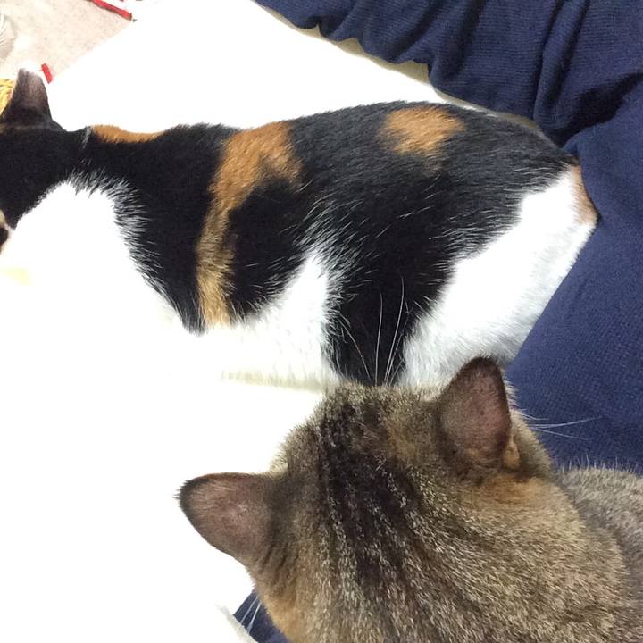 Ede7e9c4 bb95 4d1e b274 39e595991948 1539964372358