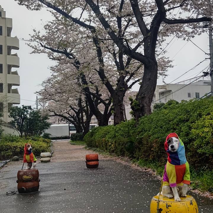 Ede85b9b 2d83 4b91 91be 48c95e527a32 1679959511154