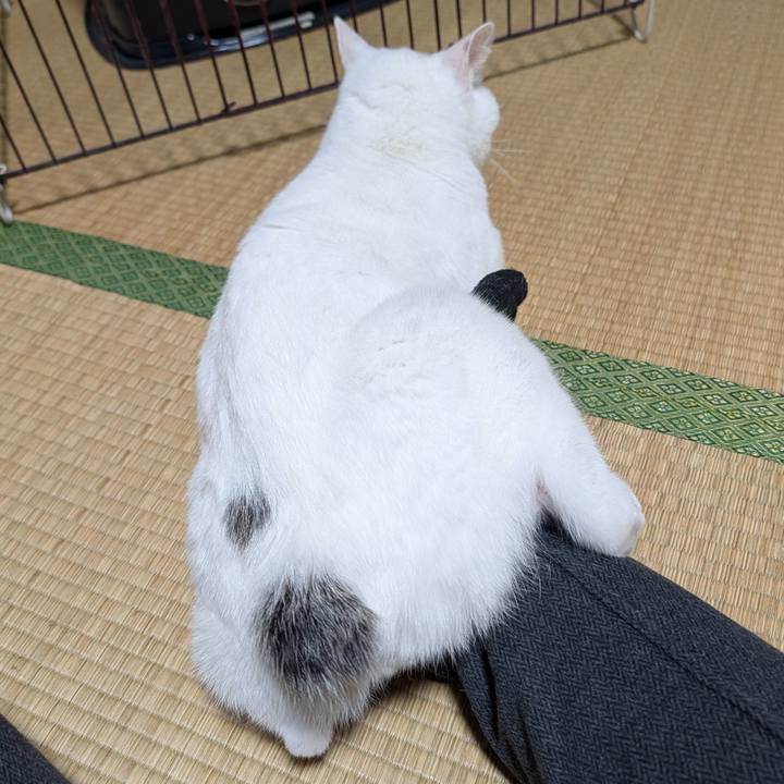 Edec61bf ce85 4c21 a633 4191080d63a5 1769855468432