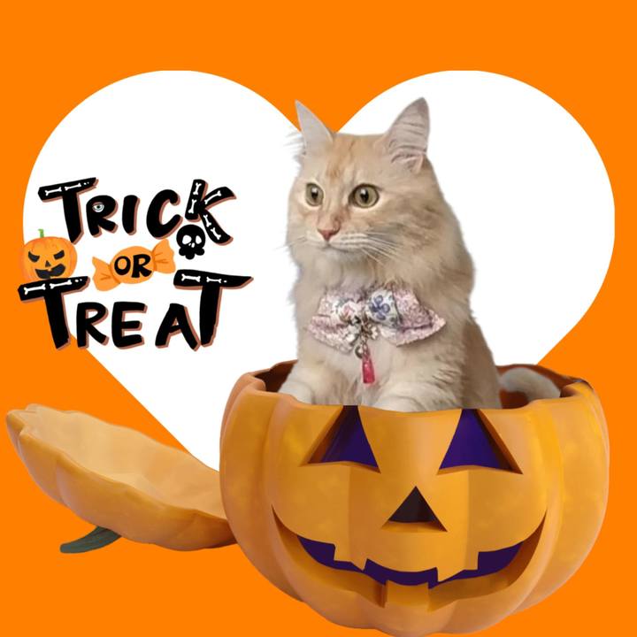 Edecd0c8 5bf8 4b11 9777 cf38974dc100 1761869243184