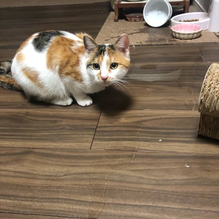 Eded2720 4c6e 4c86 b41a 3045b24d4abf 1574513403734