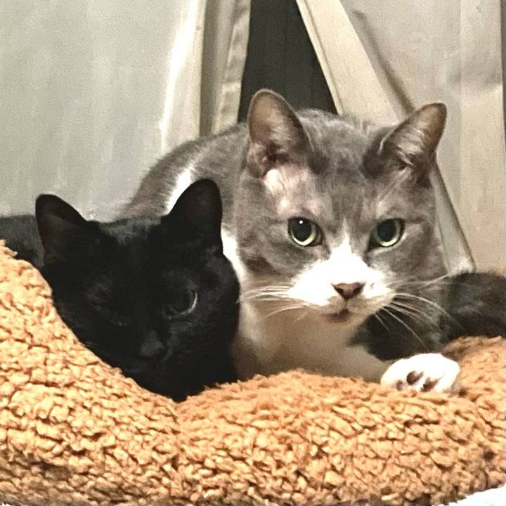 Edf06d26 0d85 41c2 b795 e9e78a0e9ccf 1678020500399