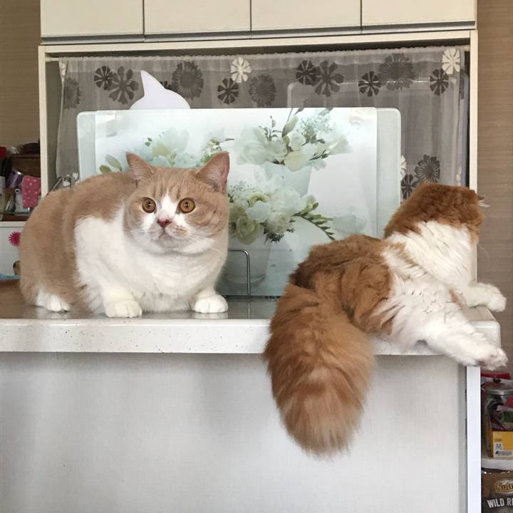 Edf20559 4008 4fc3 ae82 bfe82429793d 1531385468505