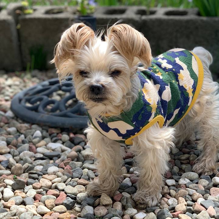 Ee02a8db 4d19 406d a678 883429bca29f 1556707807691