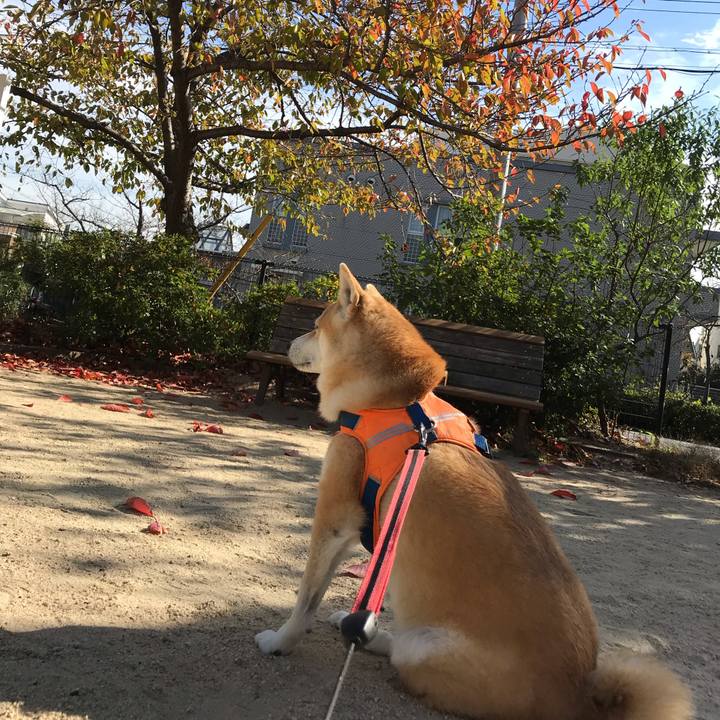 Ee0558ec 207a 4b56 bc07 6806fad40a0a 1542369967473