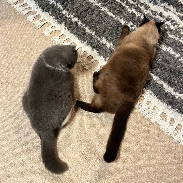 Ee111c77 dc31 4fc8 95da 33d0c800286d 1709625844311