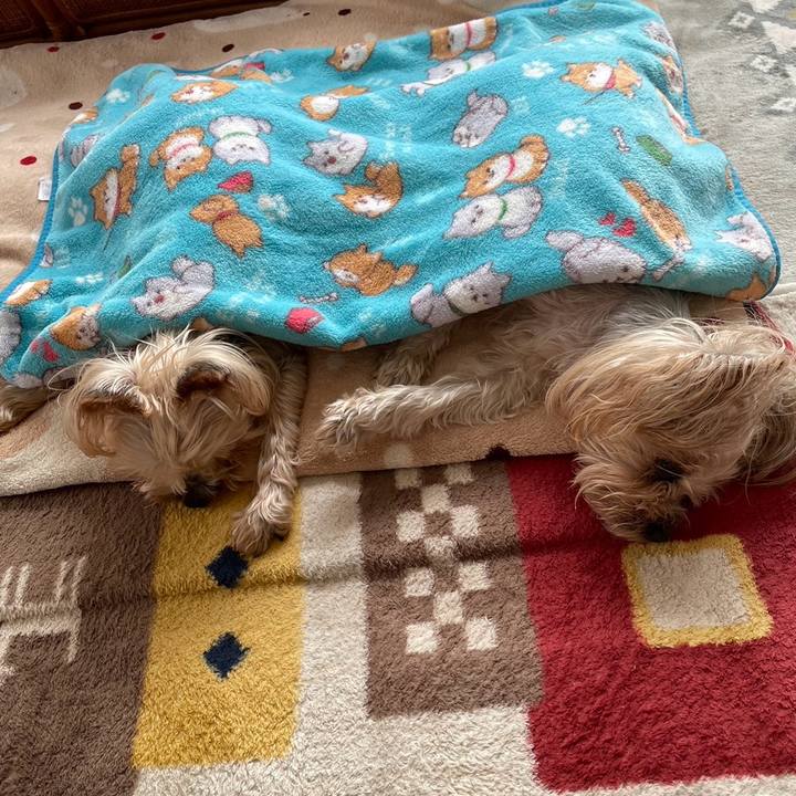 Ee1d12d4 9a78 4ed8 a32a d07ff9be1e0f 1703066572446