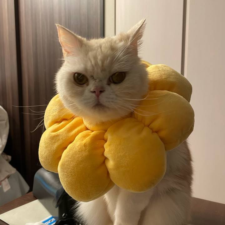 Ee1e571d 9479 47cd 8c4b 3a1331637210 1765797618828