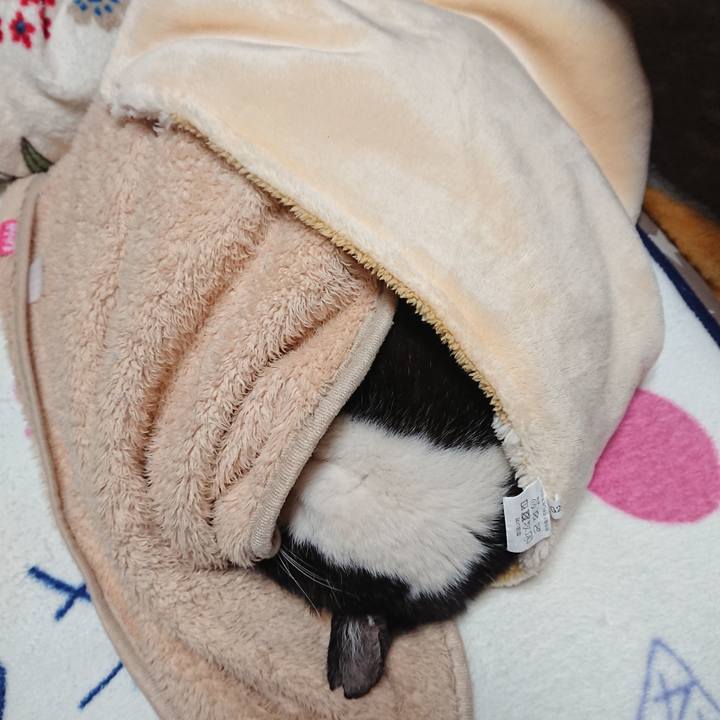 Ee2052d1 3cab 4657 ad4c 256d03e1d51a 1638186266684