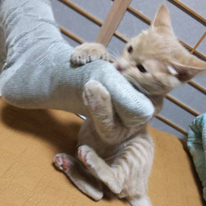 Ee216009 1555 4b98 ab0c a0b3efc87515 1541069235568