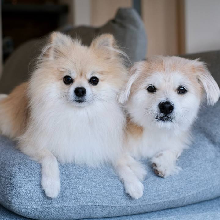 Ee26d4f1 0ee3 43e7 8a5a c3112c4830a5 1759873279636