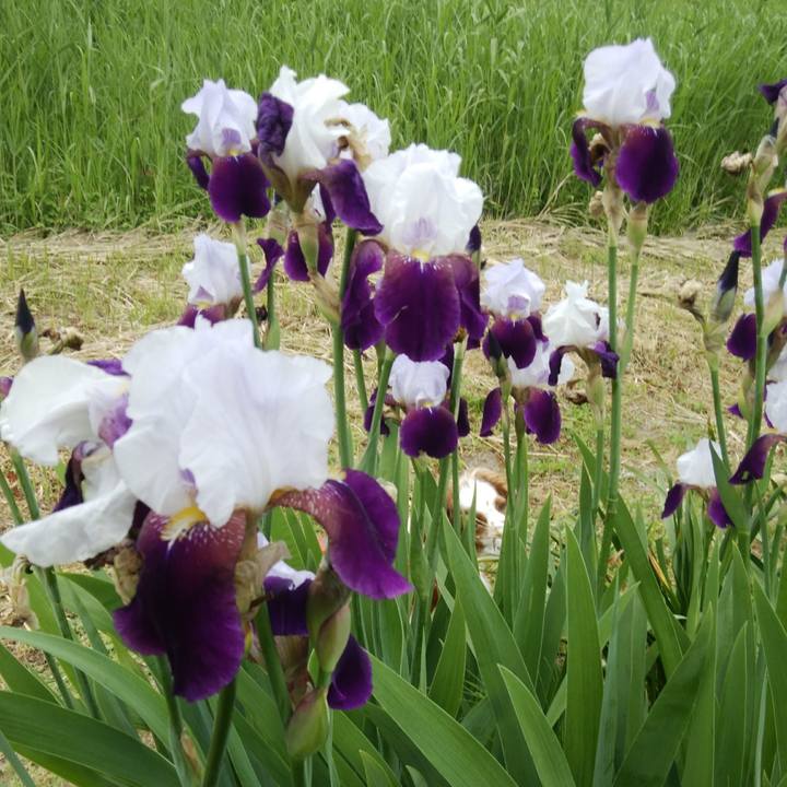 Ee26d8cd 64f3 45d8 9197 1725d7931e2b 1526173181160