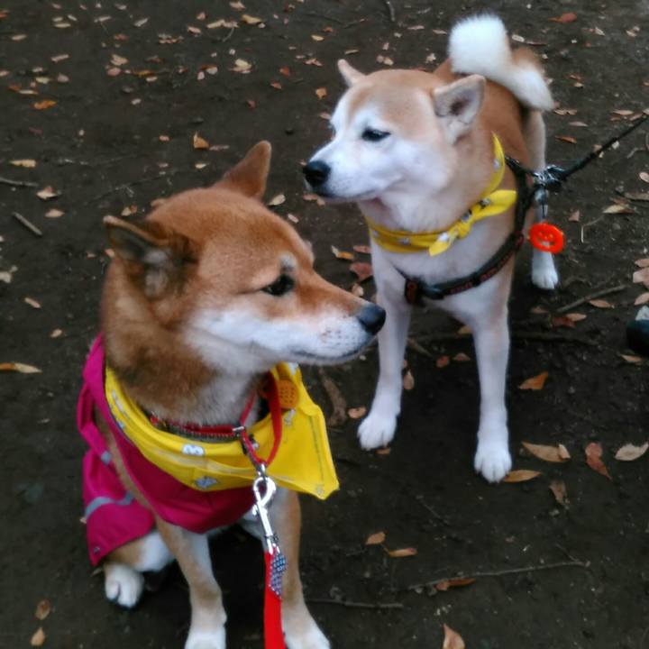 Ee2802b6 a12e 4c4d 830d a6273bb6d71e 1509172373669