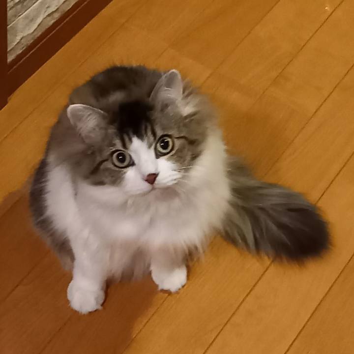 Ee28402a d521 42d5 8ad0 0232e3822c8e 1618916908999