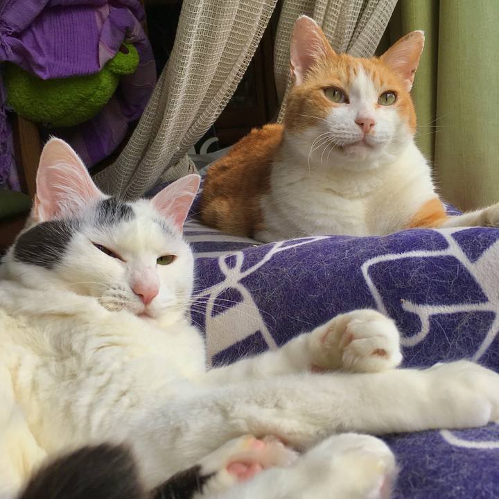 Ee28fac4 853f 4604 822c 55366bda400a 1592035451730