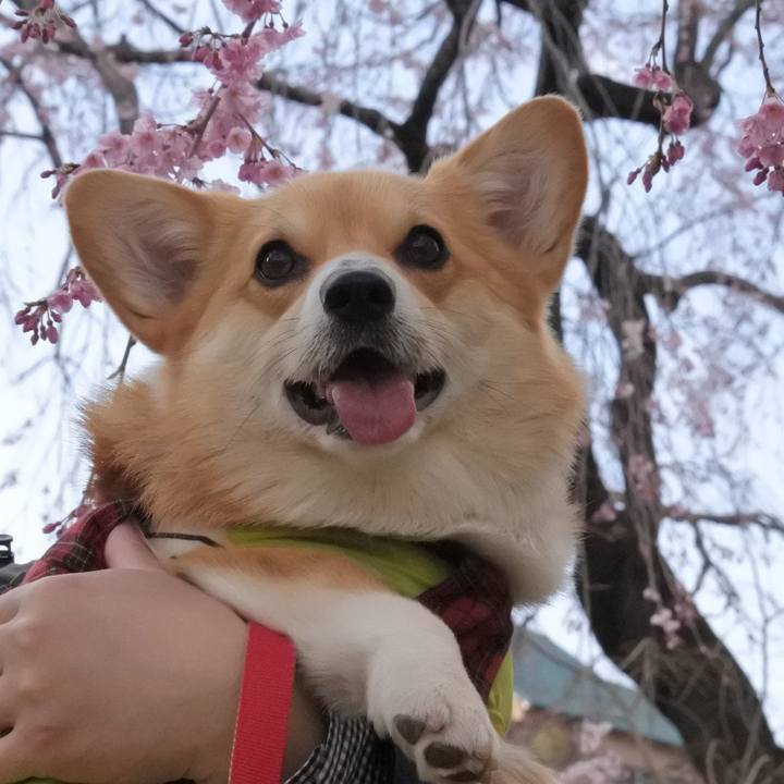 Ee28fced 1048 4913 99b6 c3d321459137 1554717333742