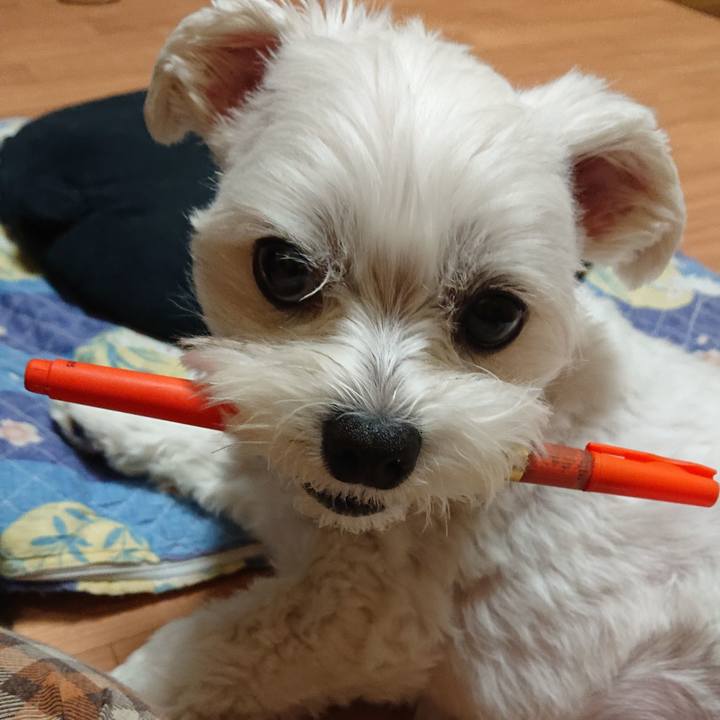 Ee2c81a0 ced9 4ec2 9303 1db7a599ca8d 1539949724359