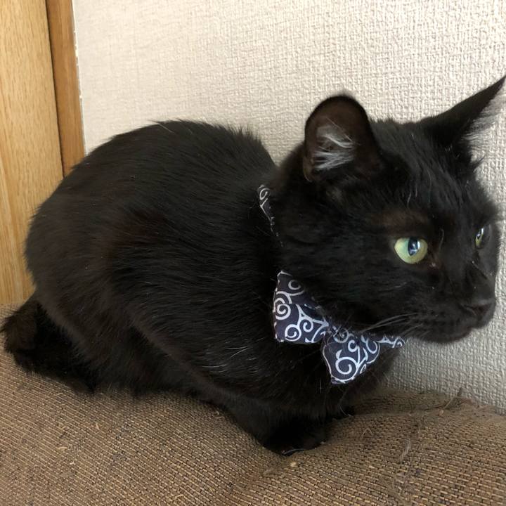 Ee2d1b6c d566 43e0 b19f 1406917287c1 1556315548284