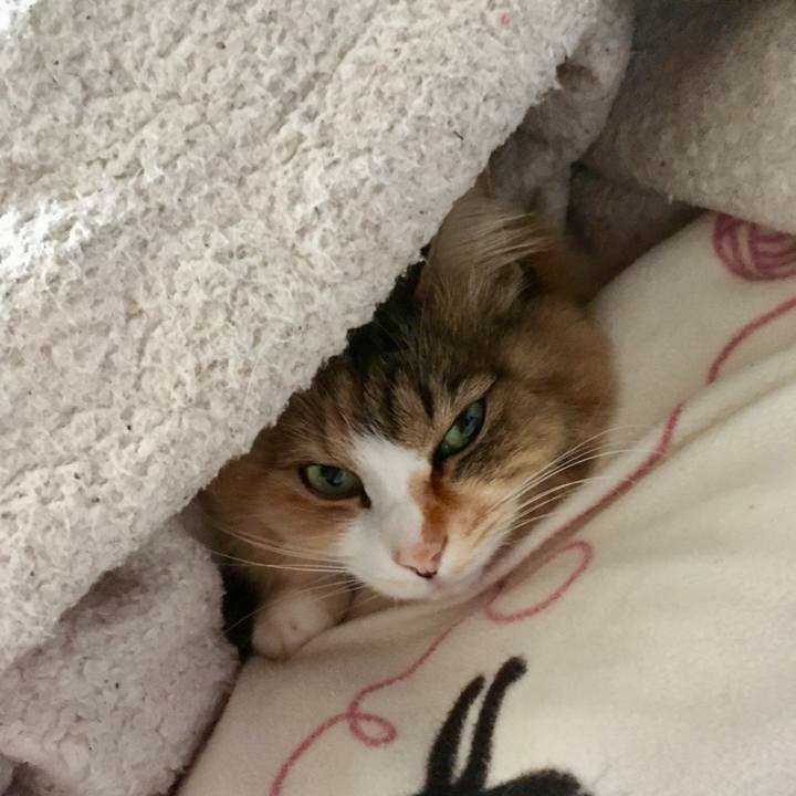 Ee33bbd4 0330 4d1e b3fe d790efca34c8 1553915665375