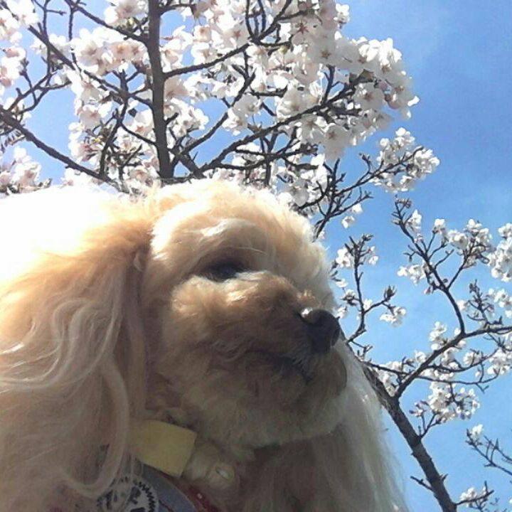 Ee34d3d5 7473 4cbf 92dd f00b19a968fd 1522921239694