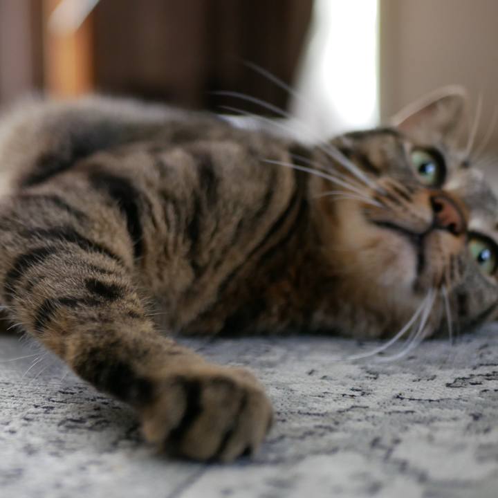 Ee3a334d a369 4591 a9c0 2f11dc78316c 1530247614125