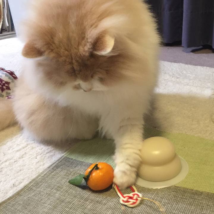 Ee3a9e97 0f4f 4688 9d53 138bb3988317 1514596382085