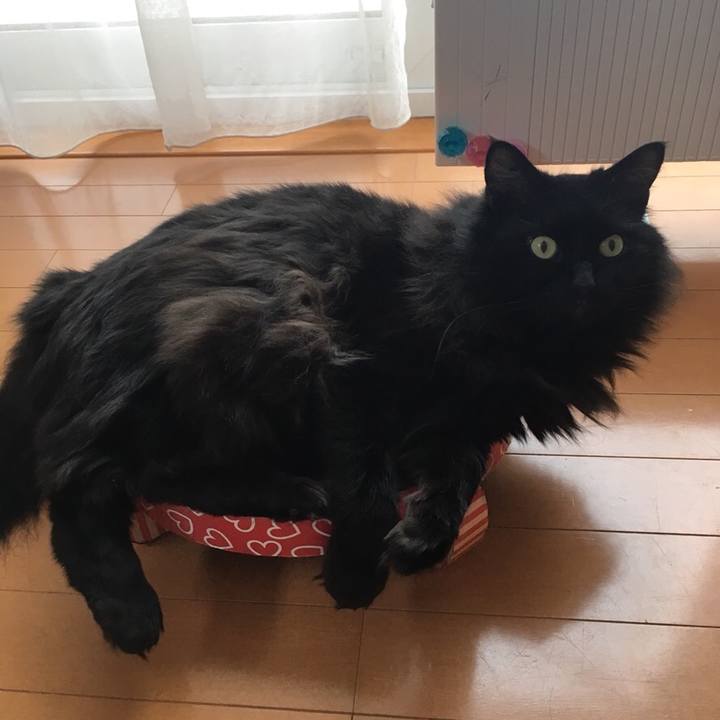 Ee4033a1 8544 43d7 bcda 3c20a14d7143 1547252717468