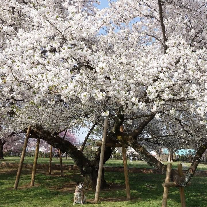 Ee415ed3 cbdd 40dc ad38 25c27e5c1ca7 1522545901074