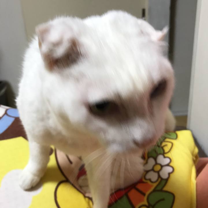 Ee4243c8 77dc 4ee5 a992 6a20c4784711 1509716058335