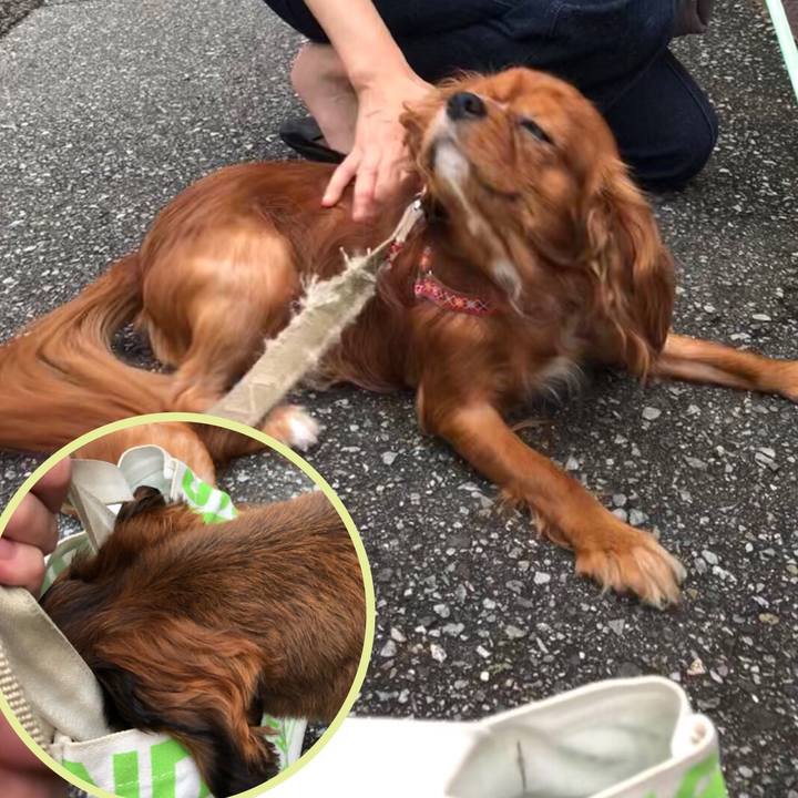 Ee43f18d f8af 41eb 927a f598e0e2c807 1564225747893