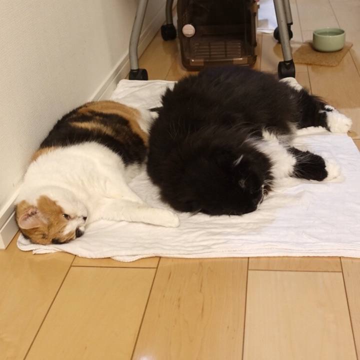 Ee45ebc0 580d 4b57 948d 2edc17ba5296 1552402776984