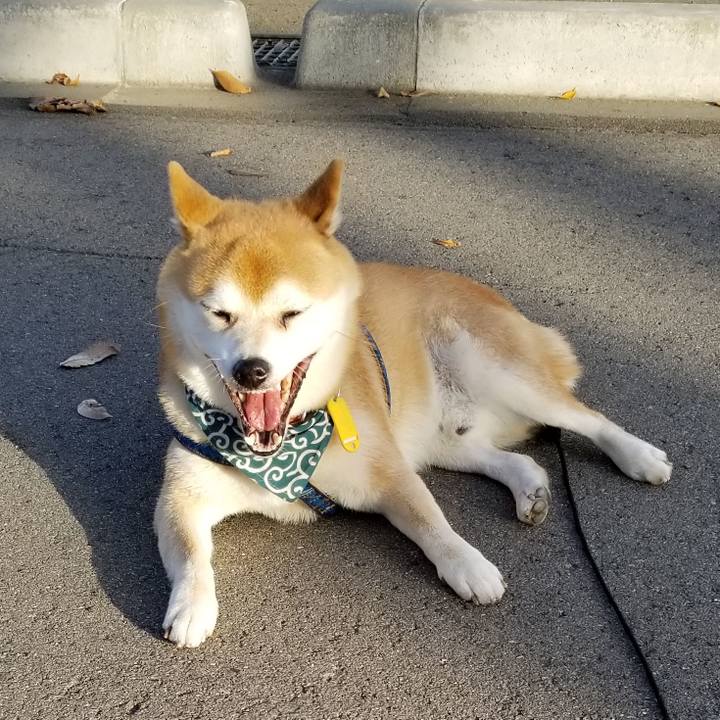 Ee4a19bc c767 4af4 8fe1 a5333fd7f881 1543472104646