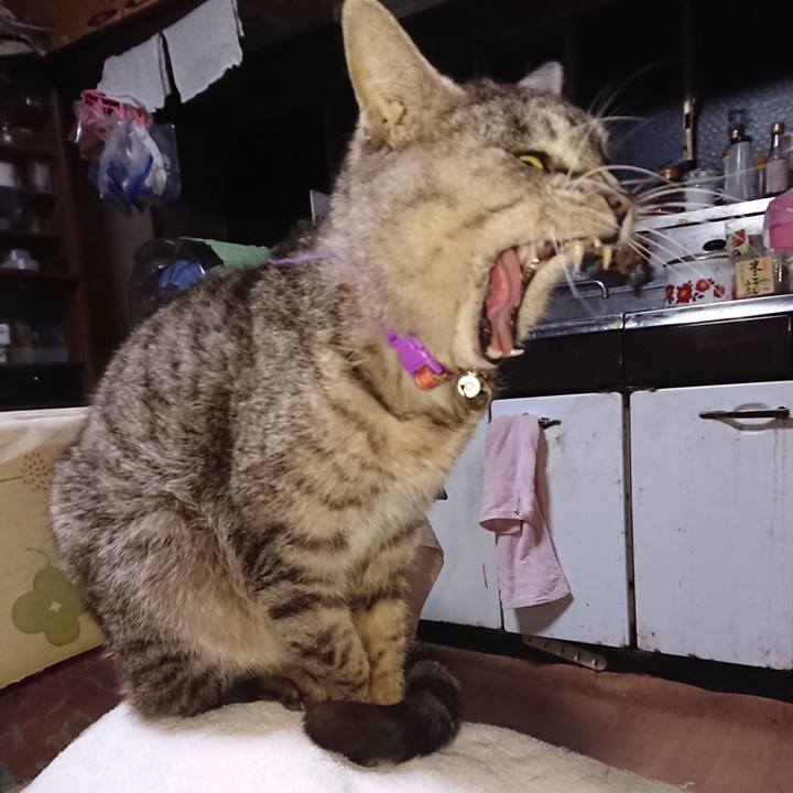 Ee4c2d3d 247c 4b5d 95ca 4c996fcb3f69 1585079656263