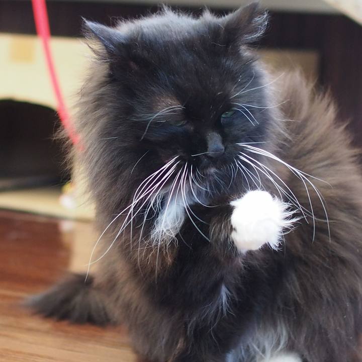 Ee4d66e4 2b78 4fa6 9f18 dfa109531e98 1550807537285