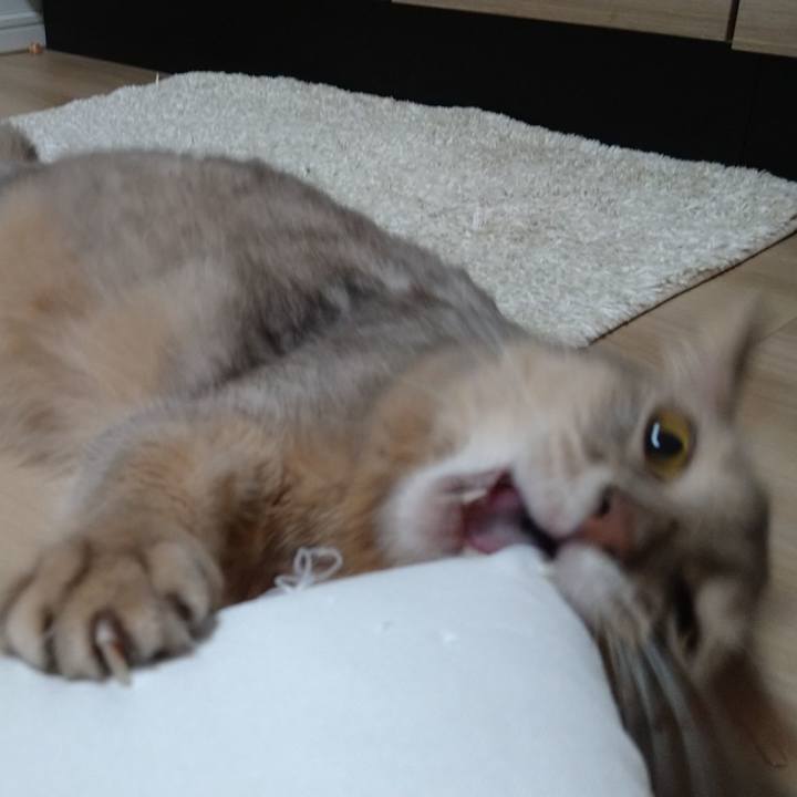 Ee4deaa4 6581 4c4e 9f00 a6fc2524e531 1597147557468