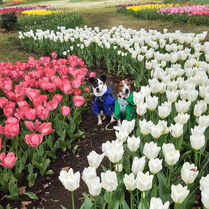 Ee517f54 3f3a 47db 86fd 56e14a8697d3 1743895857909