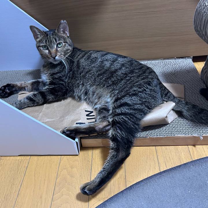 Ee51e207 482f 4a1c 8de5 fb60693a2f8b 1760847079025