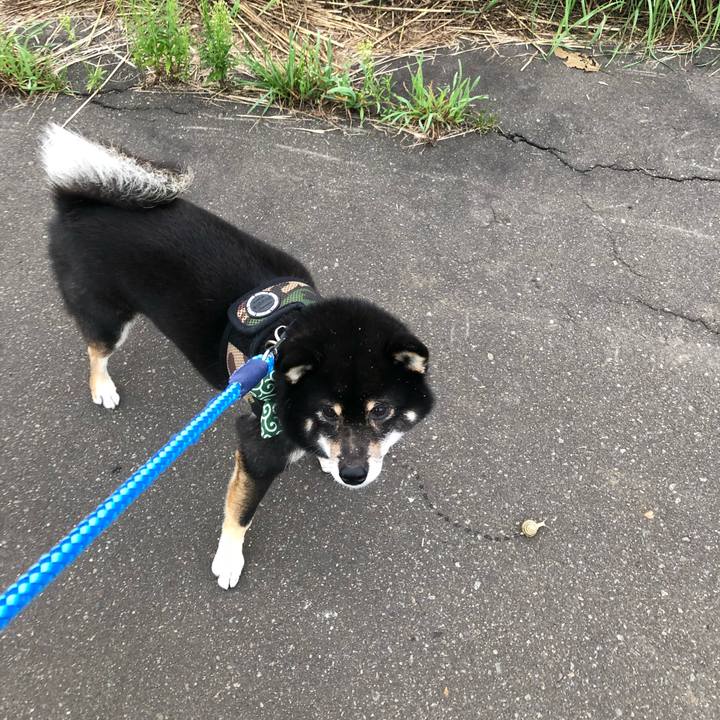 Ee55e772 2cf4 4ee5 b1c3 e20959bec912 1534976172576