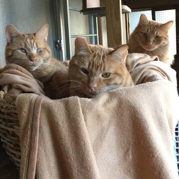 Ee5b5a5e bb7e 4c10 b4fe 1144da36fe2f 1513128073612