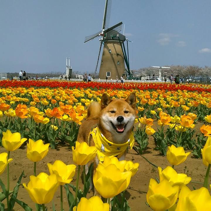 Ee5d1c81 be88 45ea b40c 20917f9fe635 1522549654728